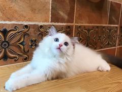 -Bastet sally猫舍购宠(静安店)