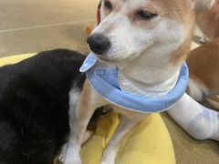 -逗柴咖啡屋·狗咖猫咖宠物桌游
