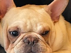 -遇见羊驼·奶狗咖·布偶猫咖·法斗柯基柴犬阿拉斯加(春熙路太古里IFS店)