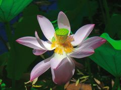 -莲花池公园