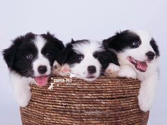 -超宠爱宠物摄影-Super pet