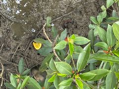 -东寨港红树林旅游区