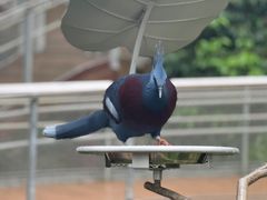 -新加坡飞禽公园