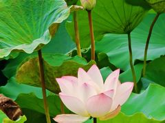 -荔湾湖公园