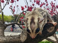 -北京动物园-畅观楼