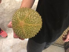 -都念榴莲·城市榴莲