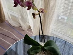 -青岛富力艾美酒店