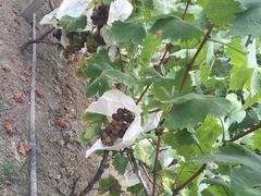 -马陆小张葡萄园农家乐