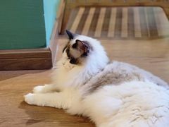 -柯斗斗主题餐厅·狗咖·围炉煮茶·茶饮(国瑞升平里店)