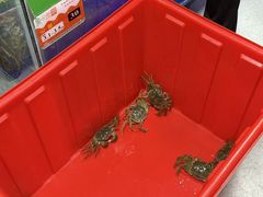 -阳澄湖大闸蟹·琼灵阁牌品牌连锁(吴中总店)