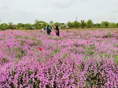 -花开海上生态园