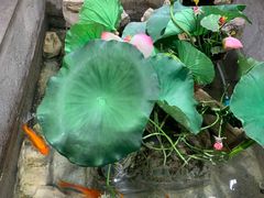 -灶东家民间菜(回兴店)