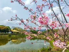 -天适樱花悠乐园