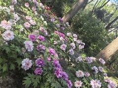 -仁和公园(顺义区)
