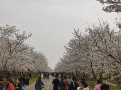 -天王浮山樱花园