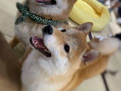 -逗柴咖啡屋·狗咖猫咖宠物桌游