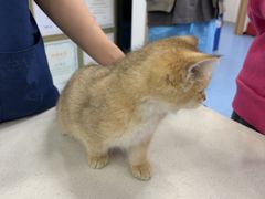-博特宠物医院24h犬猫全科.骨科·异宠