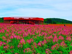 -莲花山花海