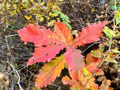 -白草畔自然风景区