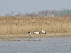 -盐城丹顶鹤湿地生态旅游区