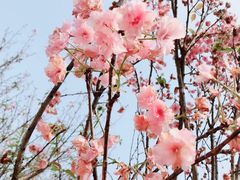 -天适樱花悠乐园