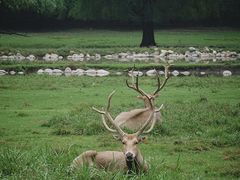 -北京麋鹿生态实验中心