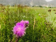 -敕勒川草原文化旅游区