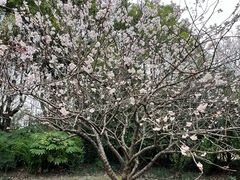 -上海吴淞炮台湾国家湿地公园