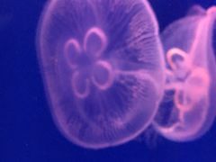-石家庄极地海洋世界