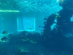 -海棠湾洲际-涛·海底餐厅·美人鱼·自助餐·海底隧道
