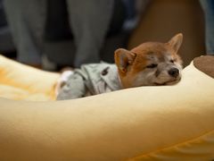 -逗柴咖啡屋·狗咖猫咖宠物桌游