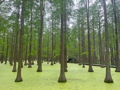-渌洋湖湿地公园