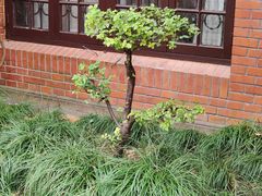 -刘长胜故居