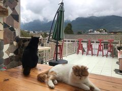 -喵屿·大理花园猫咖