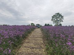 -同里国家湿地公园