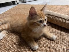 -瑞派长江宠物医院·猫科·外科·24小时夜护(谊城公寓分院)