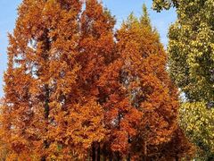 -白鹭湾湿地公园