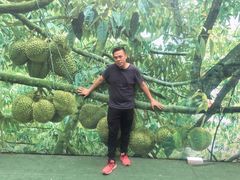 -都念榴莲·城市榴莲