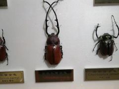 -上海昆虫博物馆