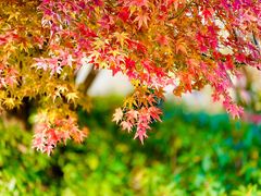 -上海滨江森林公园