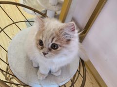 -Sweet cat·星愿猫咖(国贸大厦店)