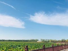 -天津东丽湖风景区