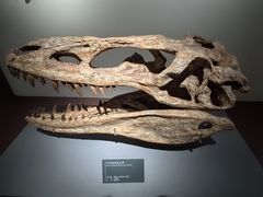 -自贡恐龙博物馆