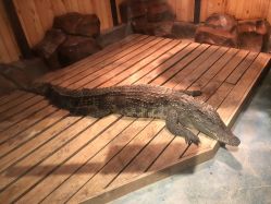 -未来动物城动物主题公园(大悦城店)