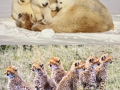 -罗红摄影艺术馆