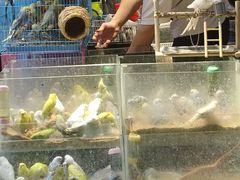 -青石桥花鸟鱼虫市场(叠翠城店)