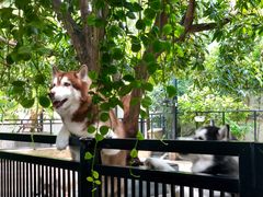 -TrueLove @ Neverland (Husky Cafe)