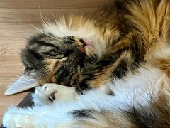 -雪月花(长江北路店)