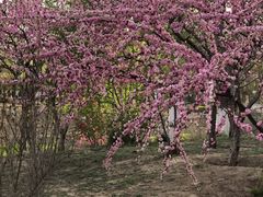 -大兴滨河森林公园