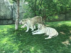 -北京野生动物园